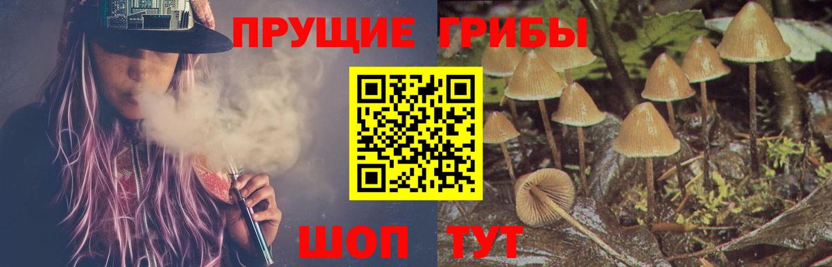 Галлюциногенные грибы Psilocybe Ачинск